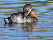 Pied-billed grebe 