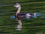 Pied-billed grebe 