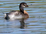 Pied-billed grebe 