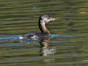 Pied-billed grebe 