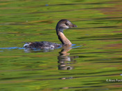Pied-billed grebe 