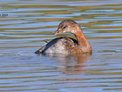 Pied-billed grebe 