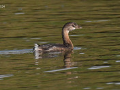 Pied-billed grebe 