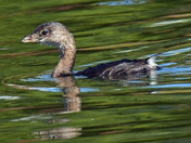 Pied-billed grebe 