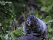 Mount Rainier National Park