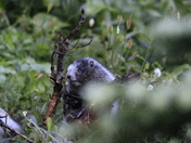 Mount Rainier National Park