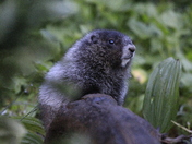 Mount Rainier National Park