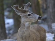 Sequoia National Park