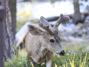 Sequoia National Park