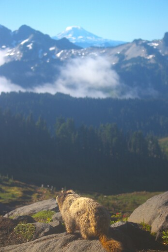 Mount Rainier National Park