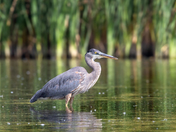 Resting in the Shallows