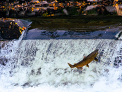 Salmon Run