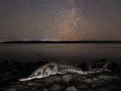 Sturgeon skeleton under the Milky Way