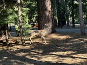 Kings Canyon National Park, CA