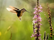 Calliope Hummingbird