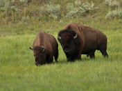 Yellowstone National Park
