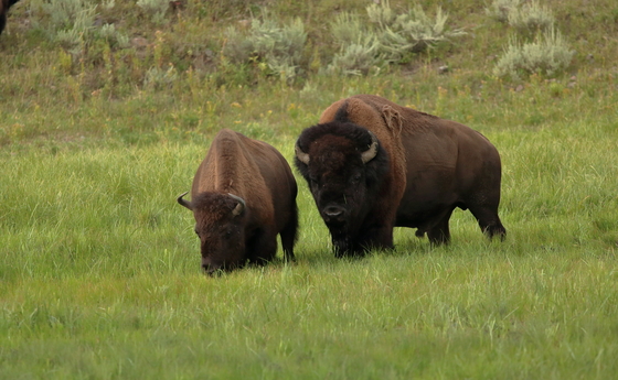 Yellowstone National Park