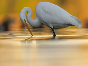 Great egret