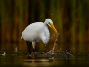 Great egret