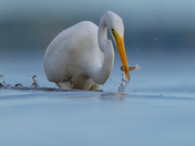 Great egret