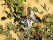 Tonto National Forest