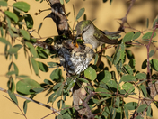 Tonto National Forest