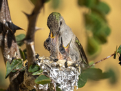 Tonto National Forest - Arizona