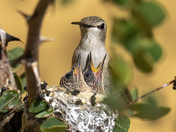 Tonto National Forest - Arizona