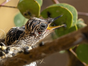 Tonto National Forest - Arizona