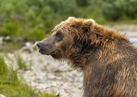 Katmai National Park