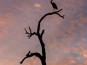 Tonto National Forest