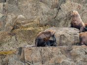Kenai Fjords National Park