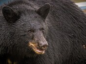 Close encounter with a Black Bear