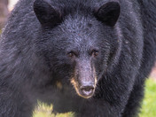 Close encounter with a Black Bear