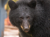 Close encounter with a Black Bear
