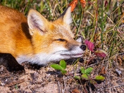 Red Fox