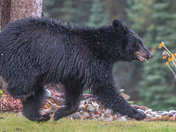 Scared Spit-less Black Bear