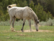 Theodore Roosevelt National Park