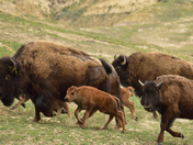 Theodore Roosevelt National Park
