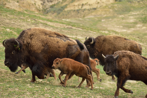 Theodore Roosevelt National Park