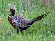 Ringnecked Pheasant 