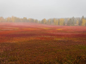 Blueberry fields in the fall