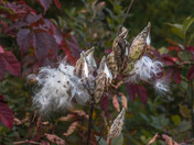 Milkweed seed pod with seeds 
