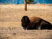 Rocky Mountain Arsenal National Wildlife Refuge 