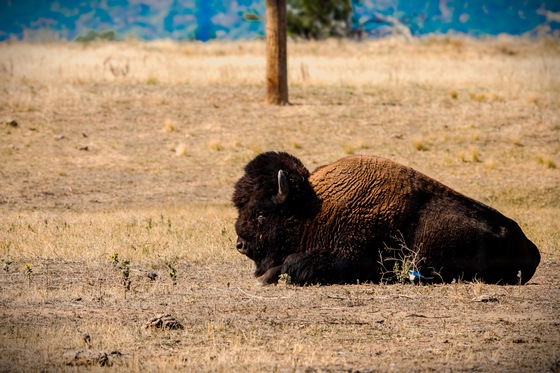 Rocky Mountain Arsenal National Wildlife Refuge 