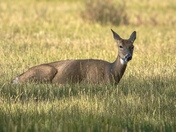 Rocky Mountain Arsenal National Wildlife Refuge 