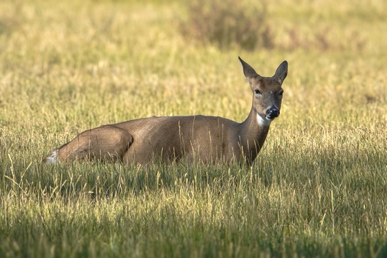 Rocky Mountain Arsenal National Wildlife Refuge 
