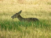 Rocky Mountain Arsenal National Wildlife Refuge 
