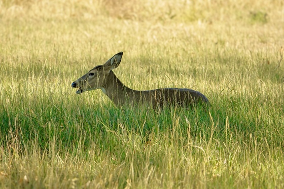 Rocky Mountain Arsenal National Wildlife Refuge 
