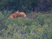 Denali National Park and Preserve